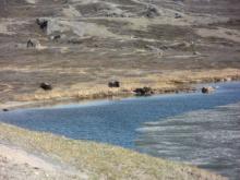 Musk Ox at Lake Ferguson