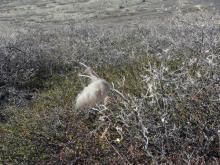 Musk Ox hiar on bush. They must be close!