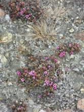 Arctic flowers