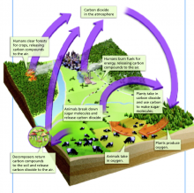 CC Diagram