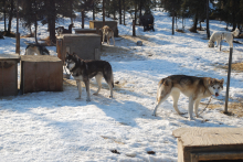 Sled dogs!