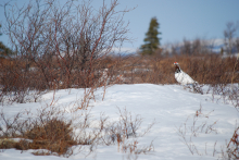 Alaska Willow Ptarmigan