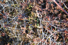 Tundra in central Alaska