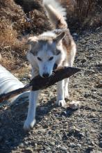 Dog with bone