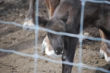 Caribou calf.