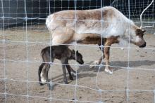 Mother caribou and calf.