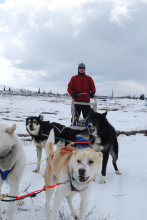 Mr. Wood rides a dog sled!