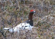 Ptarmigan