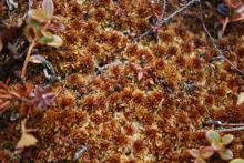 Sphagnum moss