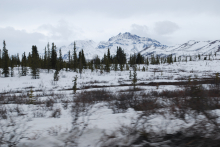 Denali wilderness