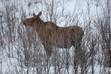 Alaska moose