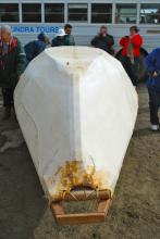 Sealskin boat