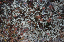 Reindeer Lichen