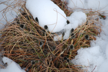 Cotton Grass