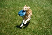 Goldie and her Frisbee