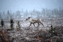 Caribou in the snow.