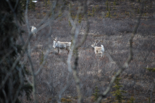 Caribou in DNP