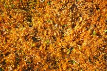 Sphagnum moss