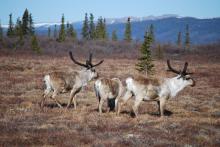 Both the male and th female can grow antlers.