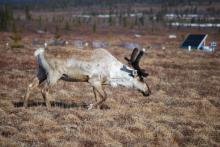 Caribou at the study site