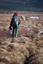 Dr. Natali walking toward the caribou