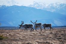 Three caribou