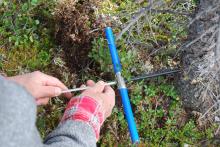 The core tool used to age a tree