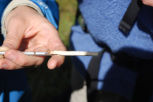 This is a core from a spruce tree