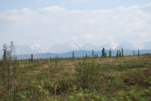 The tundra in the early summer