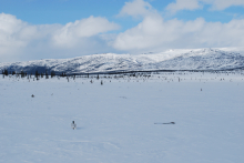 The tundra in the winter