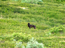 A female wolf