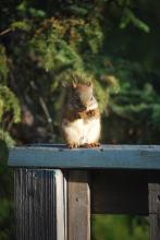 Squirrel on the porch