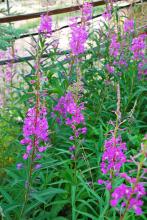 Alaskan Fireweed