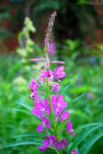 Alaskan Fireweed