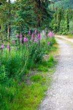 Fireweed on the roadside