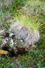 Digging up a tussock