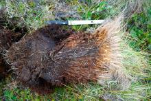 A tussock cut in half