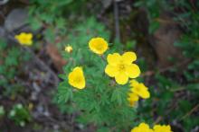 Wildflowers 