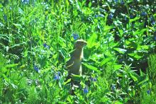 Ground squirrel