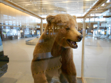 Grizzly Bear in the Fairbanks airport