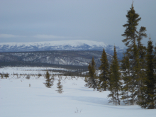 Few trees grow in the tundra