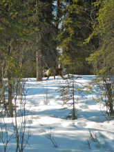 Caribou in Denali NP