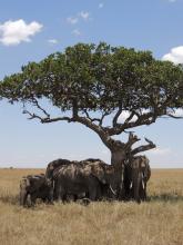 Elephants on the Serengeti