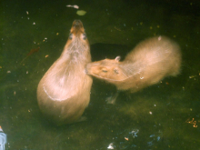 Capybaras