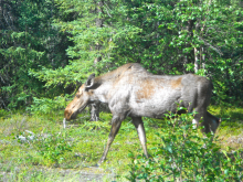 Moose on the side of the road