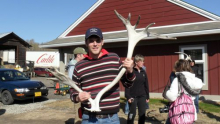 Caribou Antlers