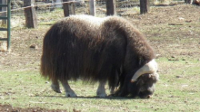 Musk Ox