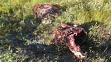 Carcasses