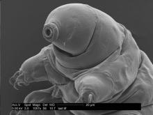 SEM of a Tardigrade