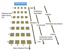 Schematic of the P3 Experiment